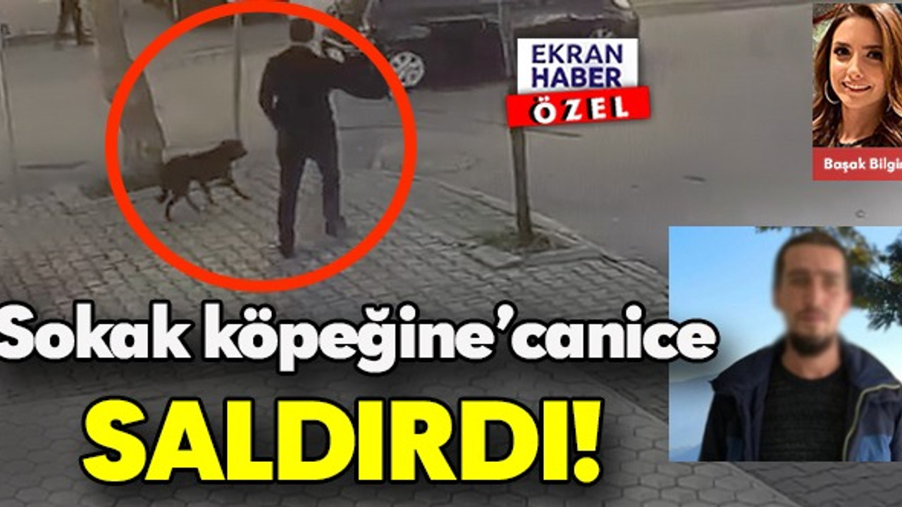 ‘’Sokak köpeğine’’ canice saldırdı!