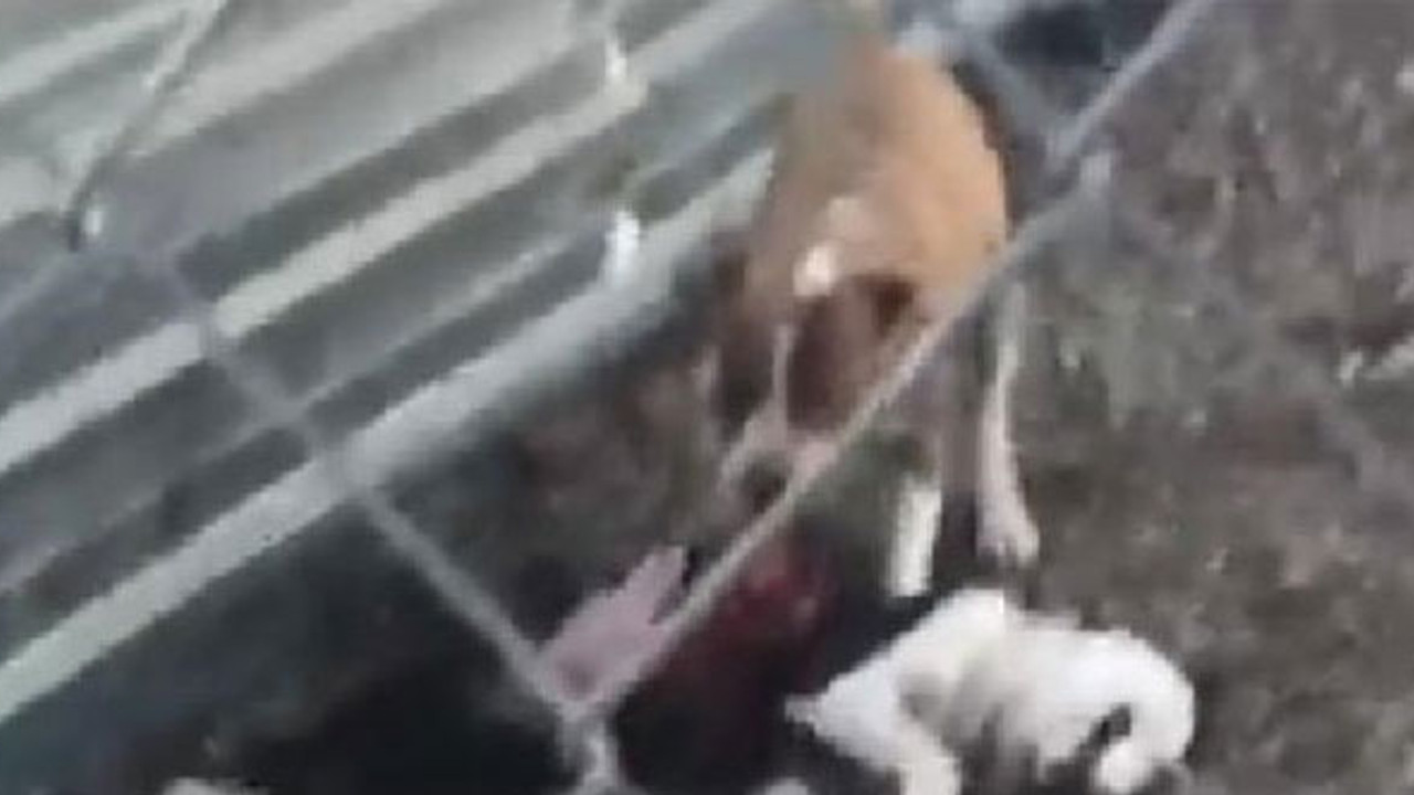 Barınak değil, hayvanlar için ölüm kampı! Köpekler birbirini parçaladı...