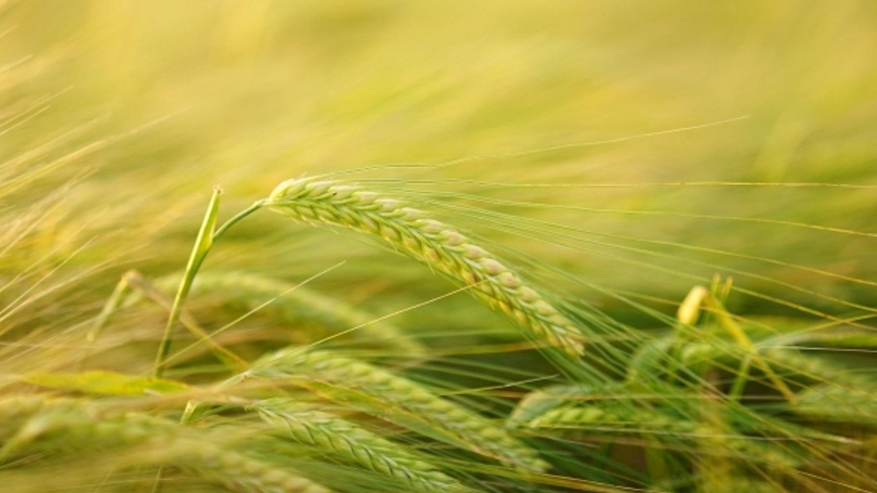 Ukrayna’da kalan 20 milyon tonluk buğdaya AB eylem planı