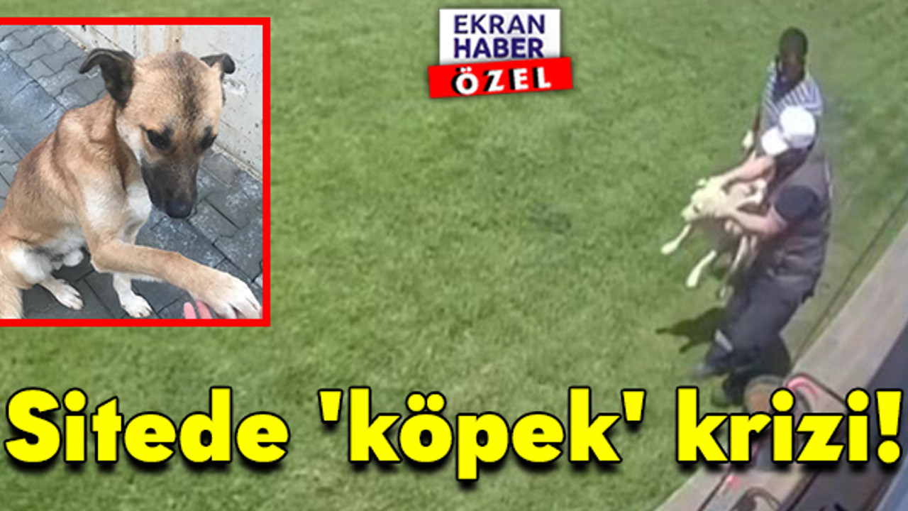 Sitede 'köpek' krizi! Ekiplerce alınan hayvanlardan ses yok