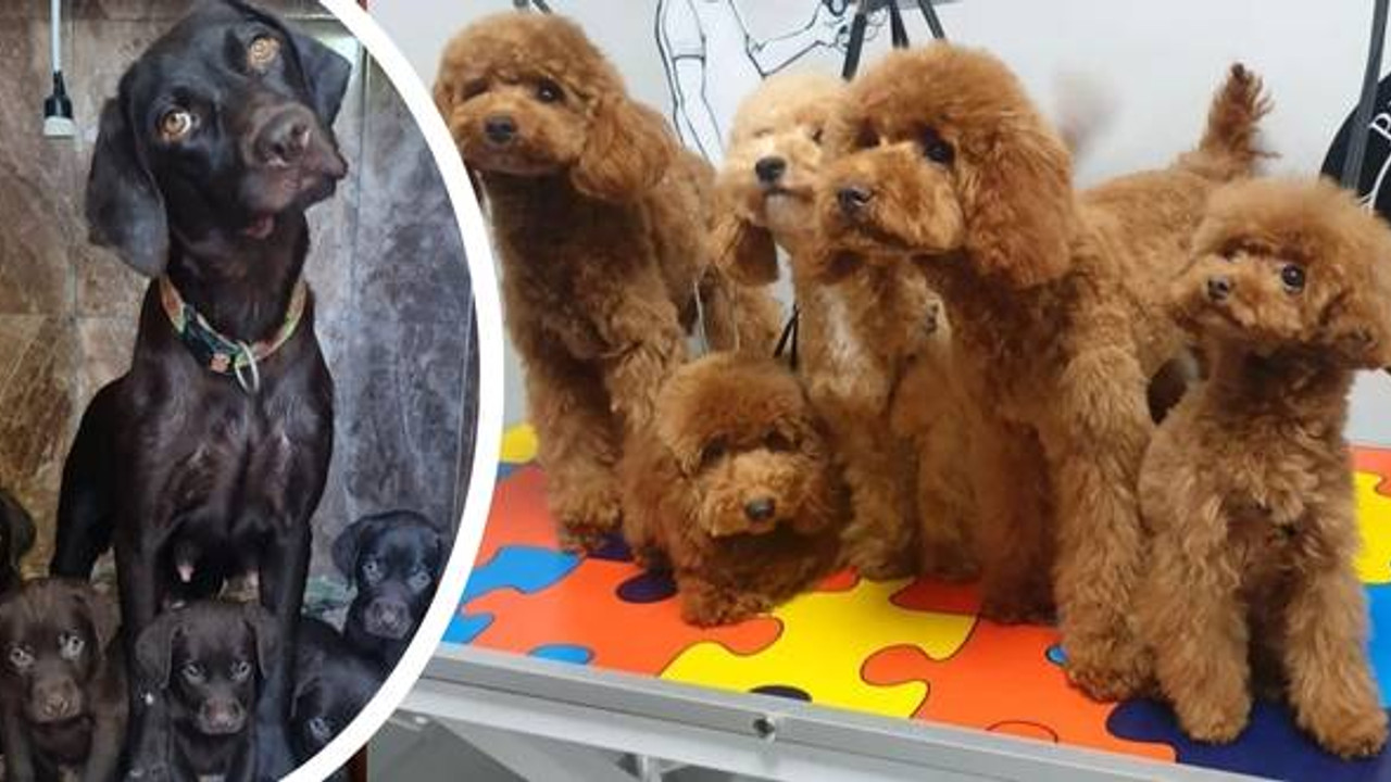 Petshop vitrinlerinde kedi ve köpek satışı artık yasak: Uzmanından süreç bilgisi