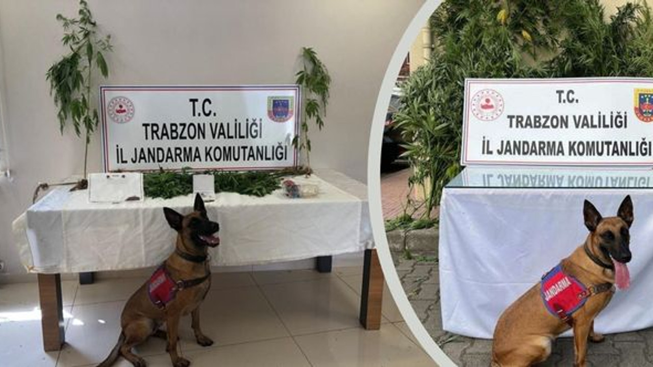 Trabzon’da ‘torbacı’lara şok operasyon! 2 gözaltı