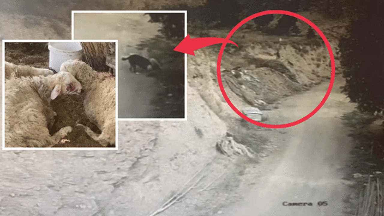 Aç kalan köpekler koyun ağılına dadandı! Dehşet görüntüler...