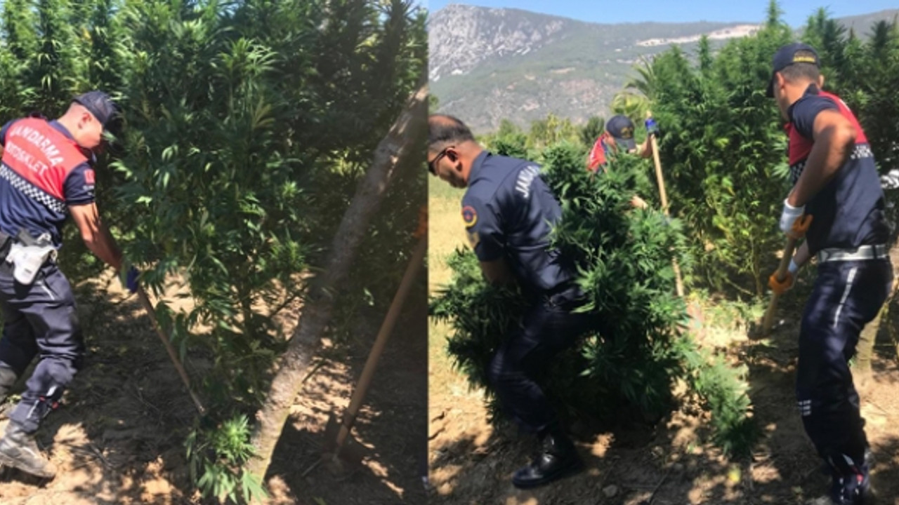 Muğla’da uyuşturucu operasyonu: 9 kg esrar ele geçirildi