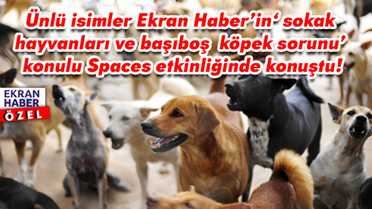 Ünlü isimler Ekran Haber’in ‘sokak hayvanları ve başıboş köpek sorunu’ konulu Spaces etkinliğinde konuştu
