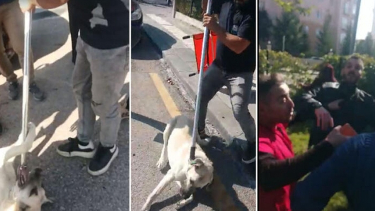 Belediye ekipleri ile hayvanseverler arasında gerginlik!