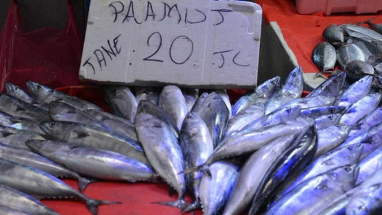 Karadeniz'de palamut bereketi sürecek