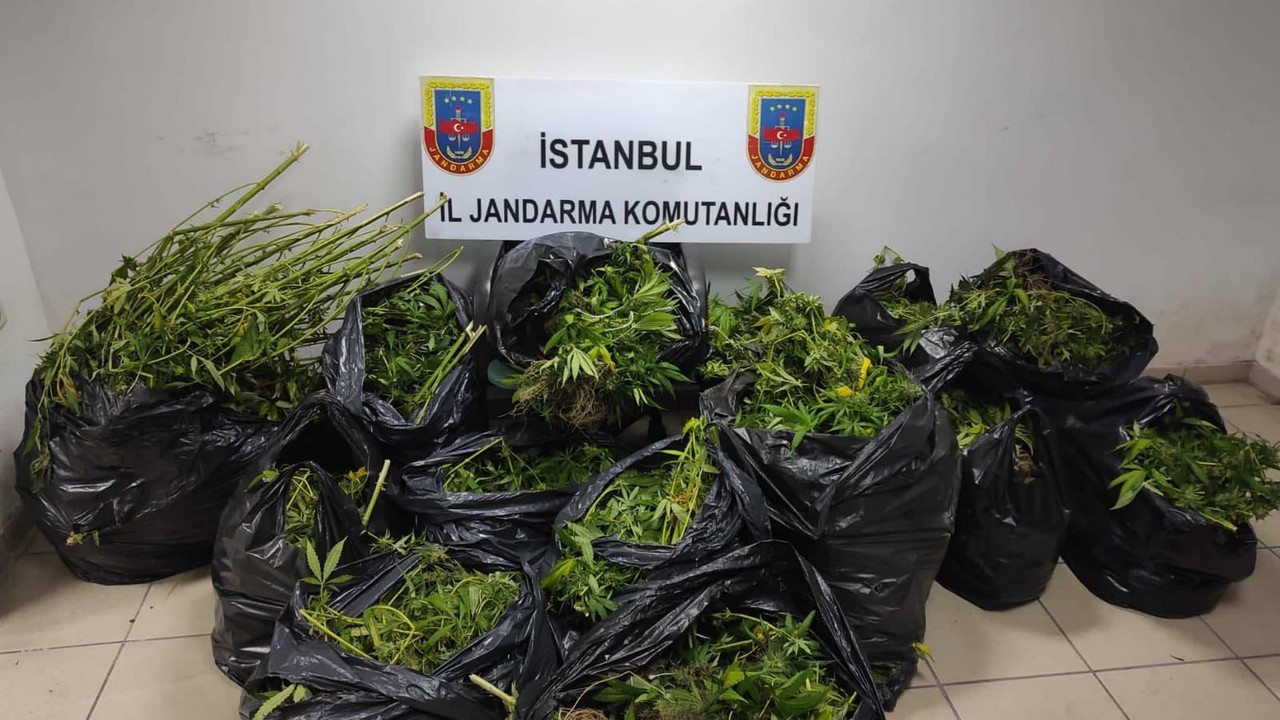 Saksı saksı kenevir; Jandarma affetmedi!