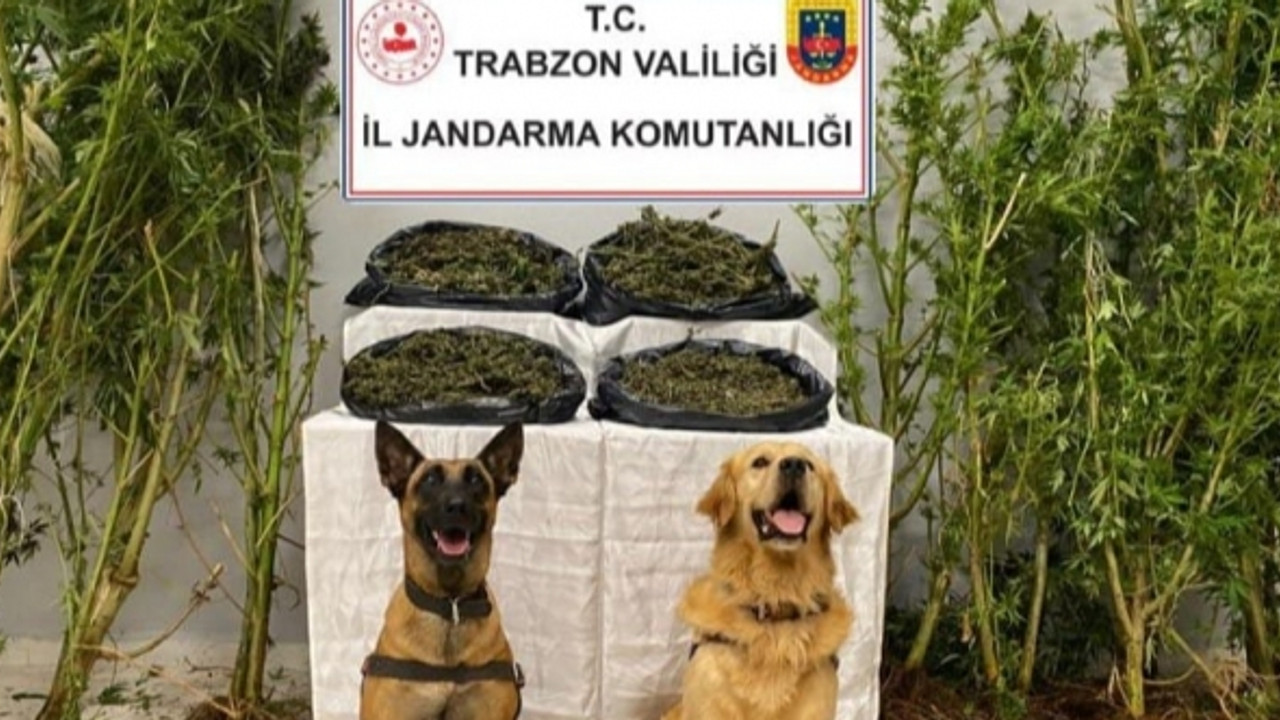 Uyuşturucu tacirine jandarma göz açtırmadı!