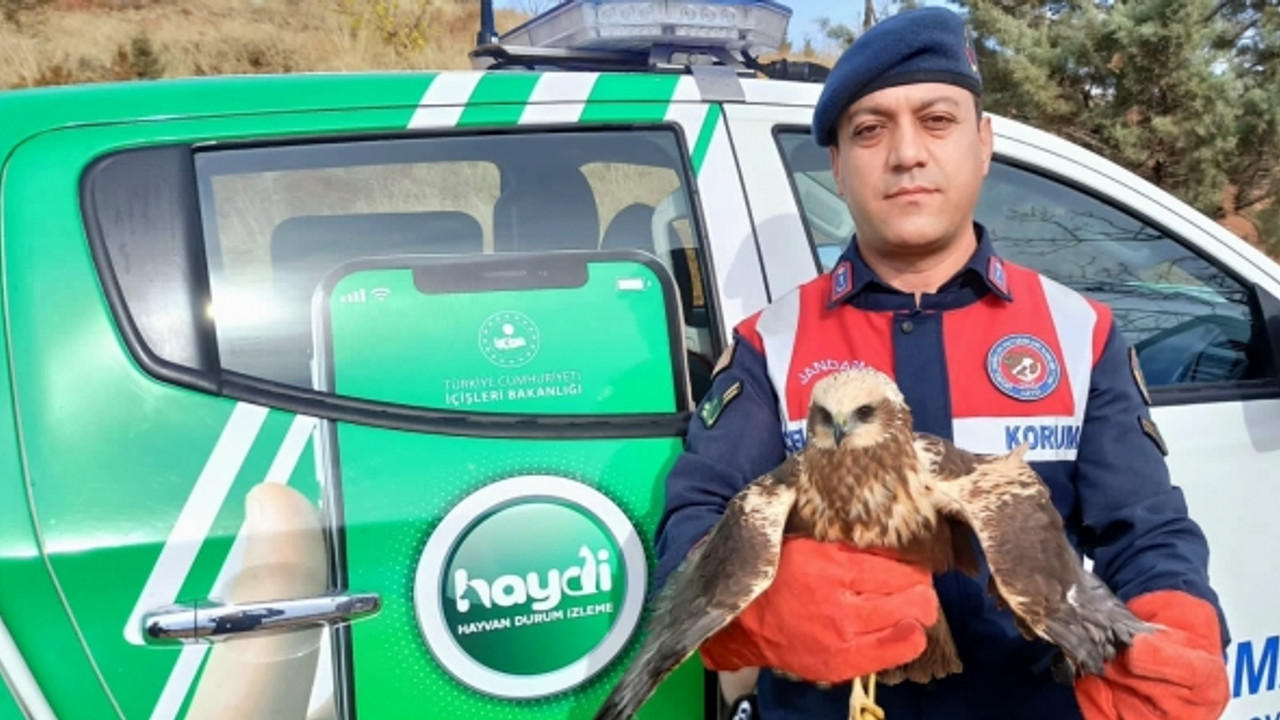 Bitkin halde bulunan Doğan kuşu koruma altına alındı!