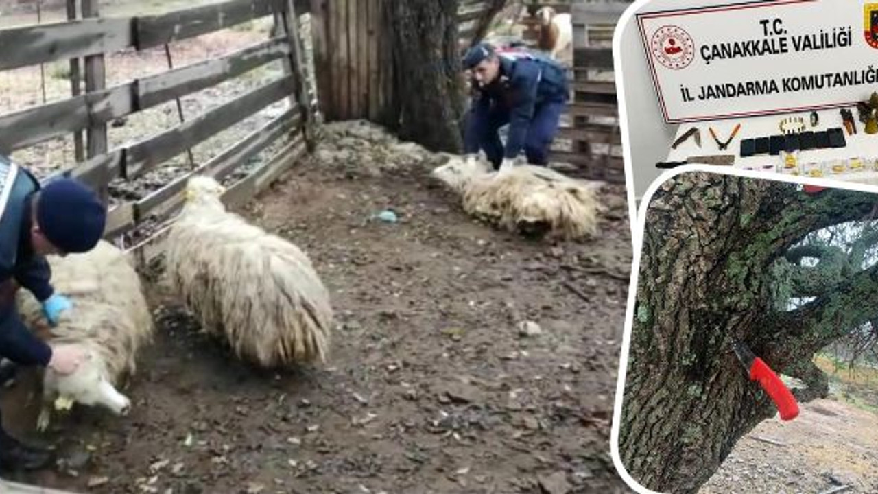 Çanakkale'de hayvan hırsızlığı operasyonu: 5 kişi yakalandı
