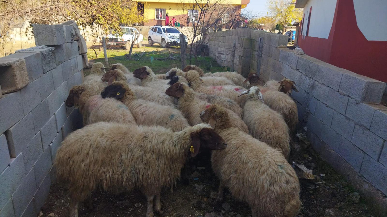 Hayvan hırsızları jandarmadan kaçamadı!