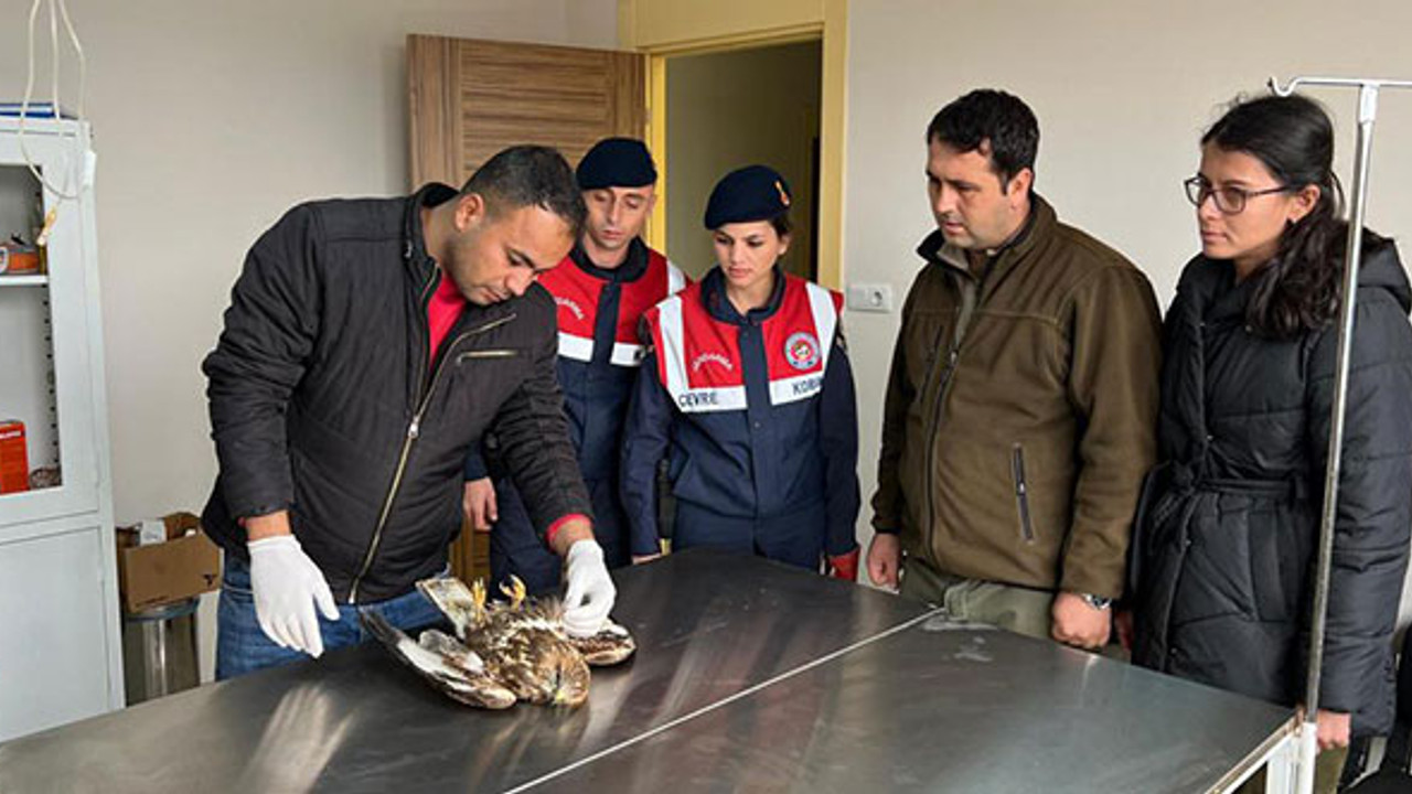 Yaralı şahine jandarma şefkati