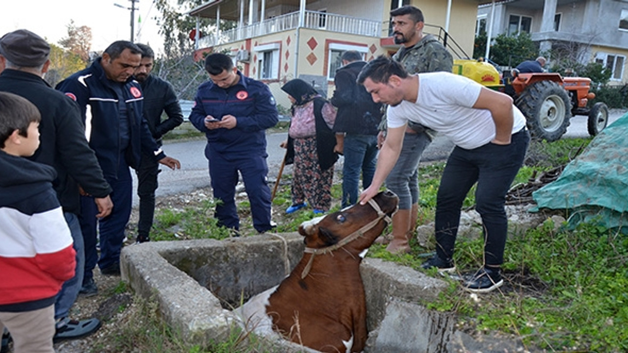 Sulama kanalına düşen inek kurtarıldı