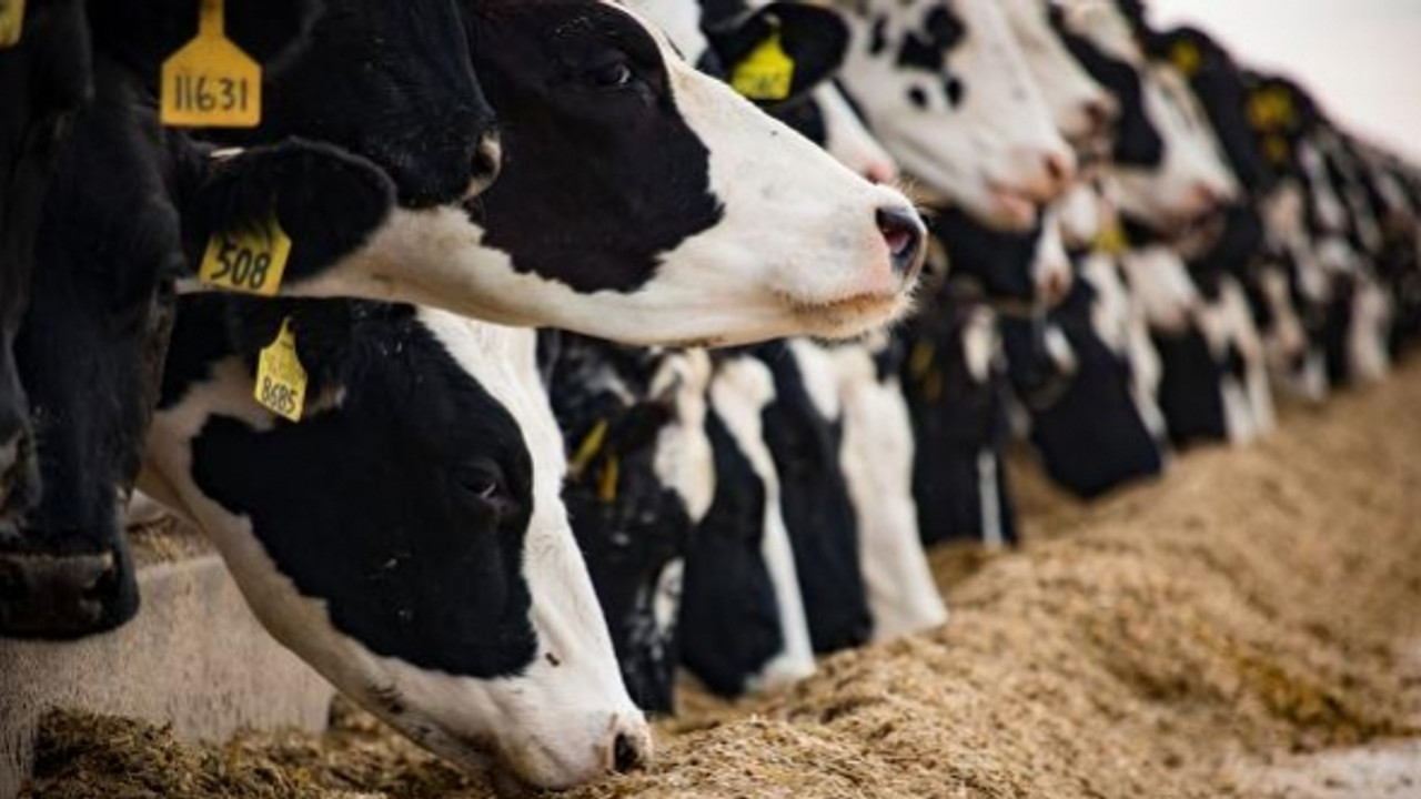 Deprem yaşanan bölgelerde hayvancılığa destek hazırlığı