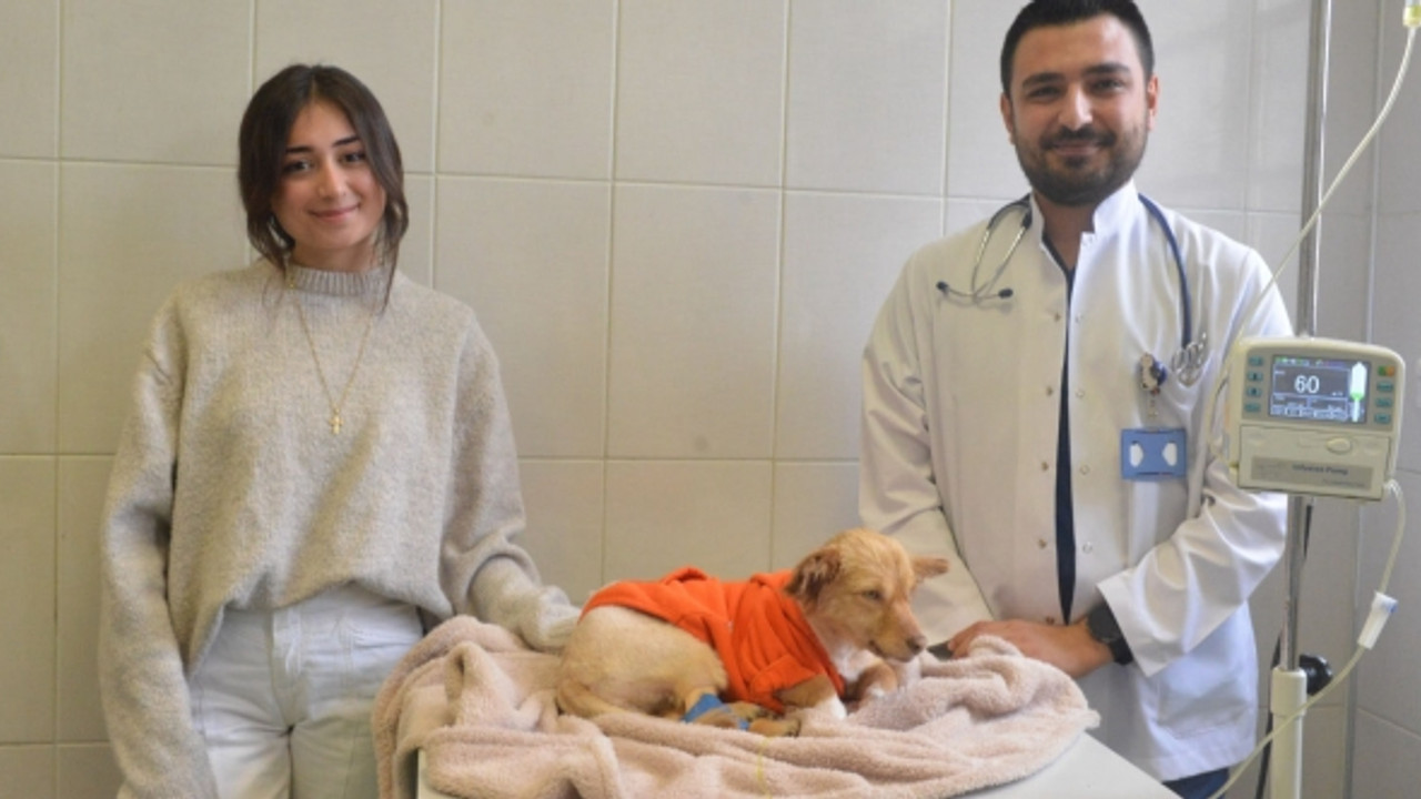 Enkazlardan kurtarılan hayvanlara rehabilitasyon