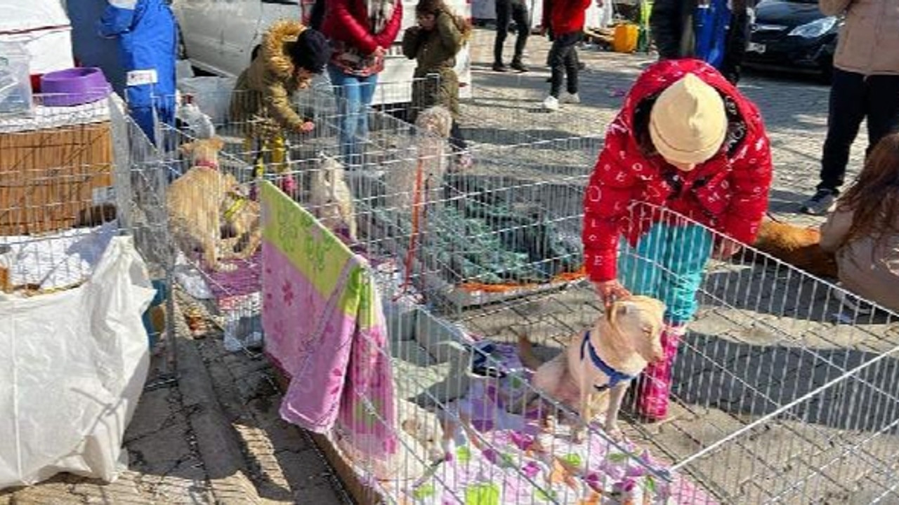Enkaz altından çıkarılan hayvanlar tedavi ediliyor