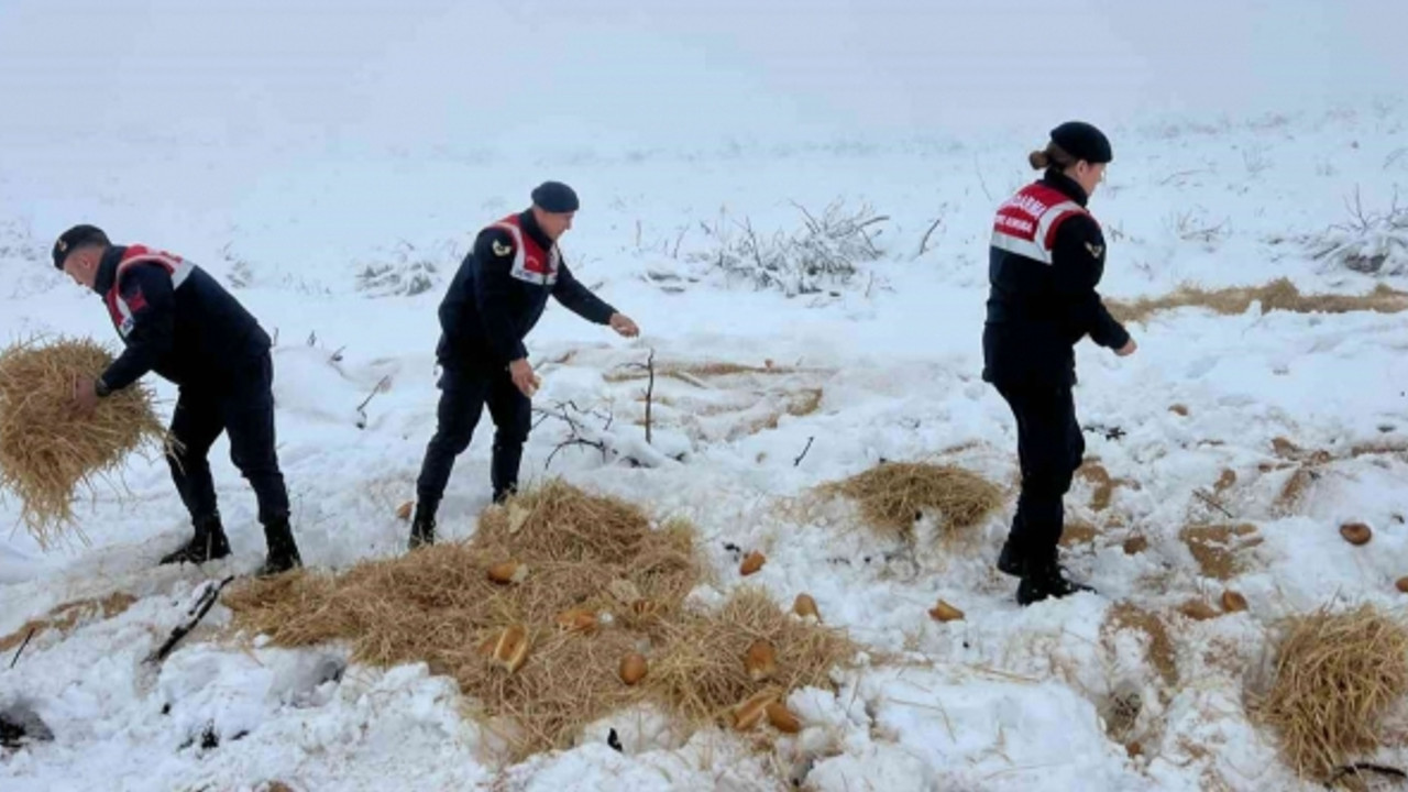 Jandarma ekipleri yaban hayvanları için doğaya yem bıraktı