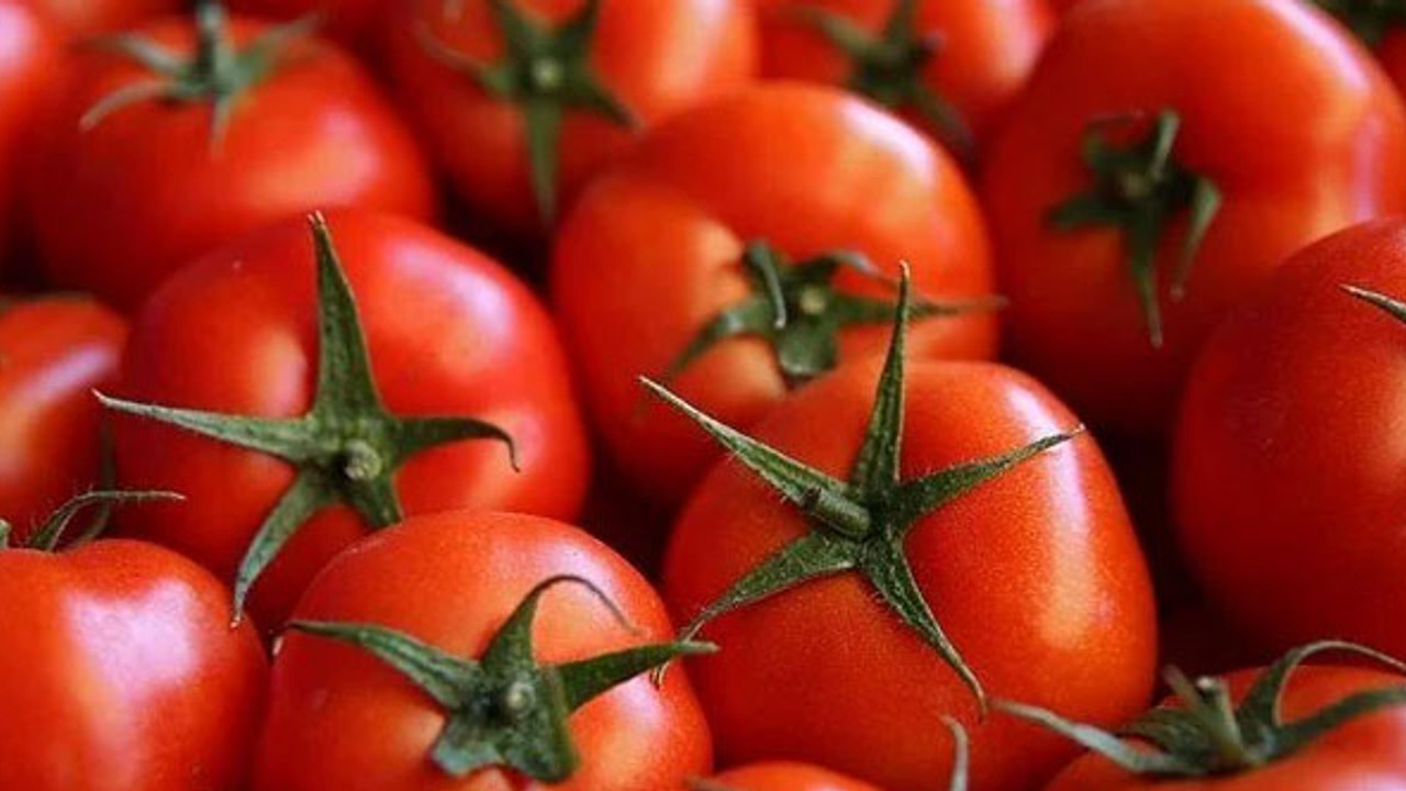 Domates ihracatı yasağı kalktı