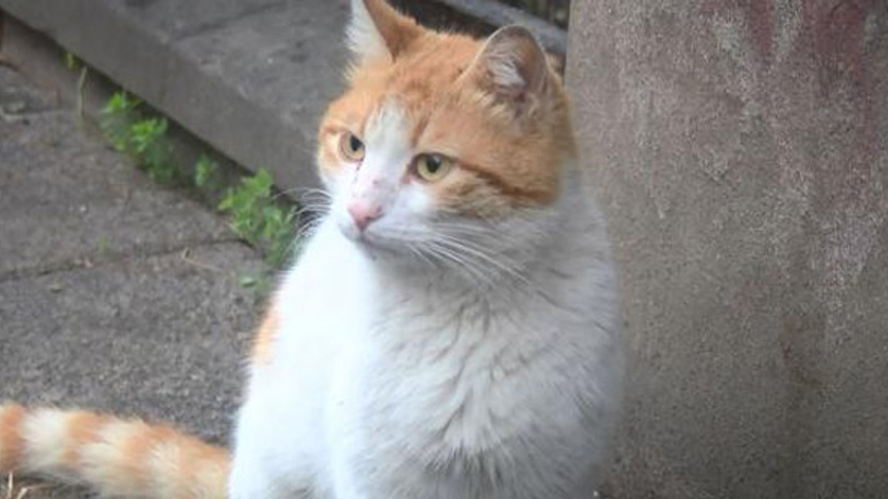 Kadıköy'de kedi katliamı! Toplu ölümler mahalleliyi ayağa kaldırdı