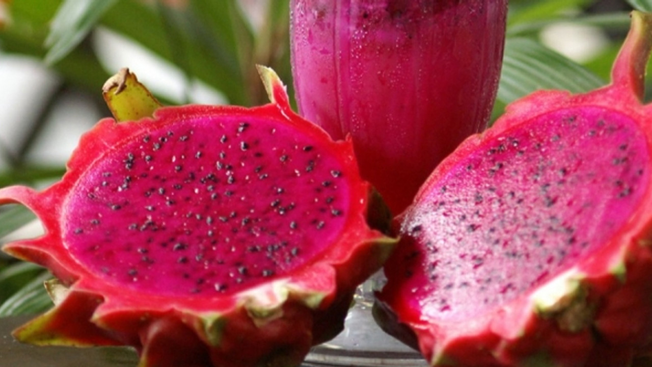 Karadeniz'de 'tropik meyve' üretimi denemeleri yapılıyor