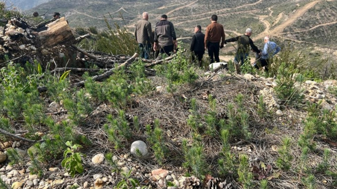 Manavgat'taki yangın bölgesine dikilen fidanlar boy vermeye başladı