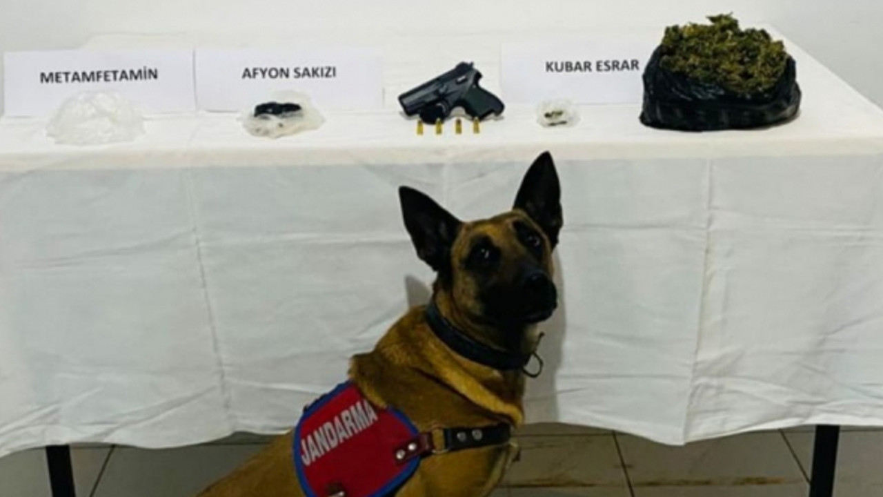 Zuladaki uyuşturucu Jandarma Narkotik Köpeği Yatkın'dan kaçmadı!