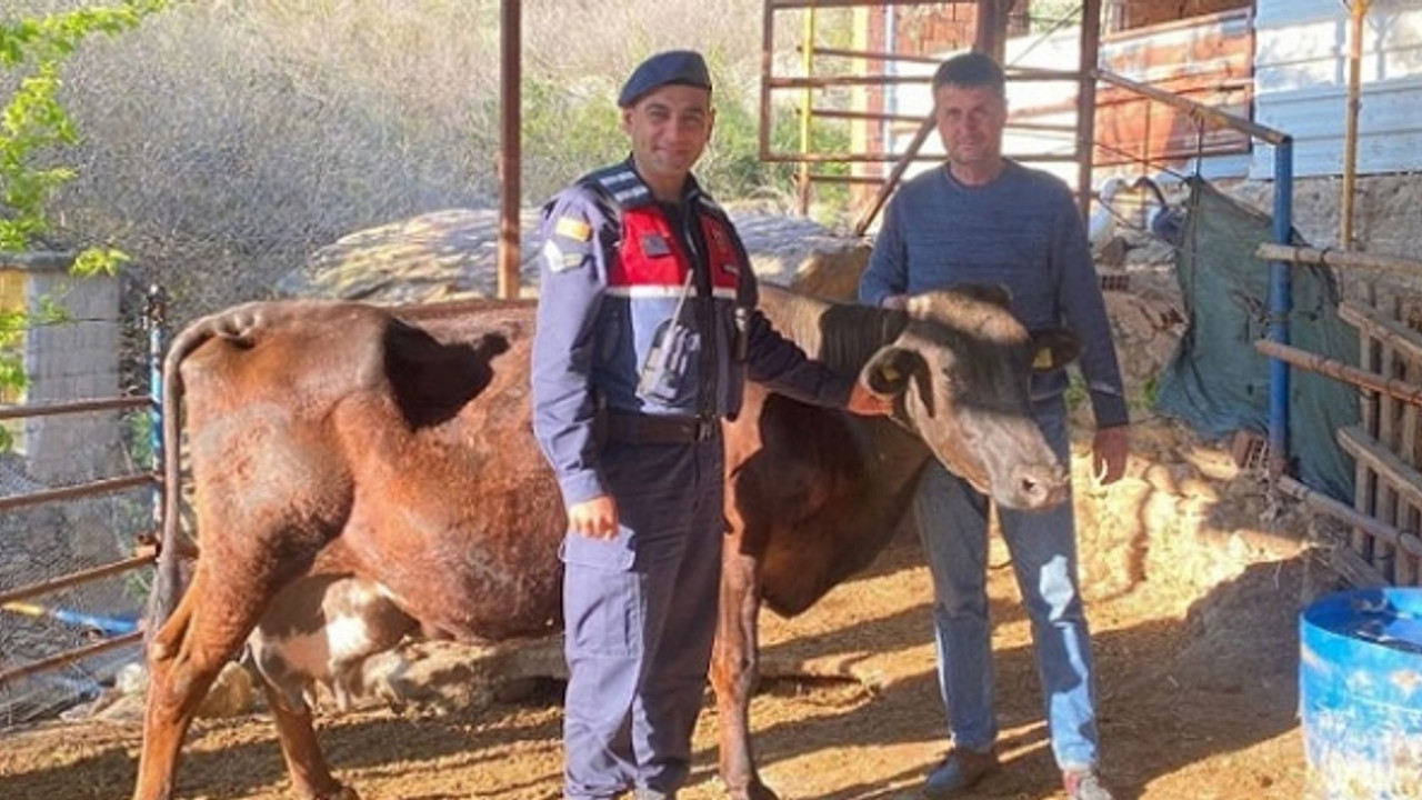 Jandarma kayıp ineği drone ile buldu