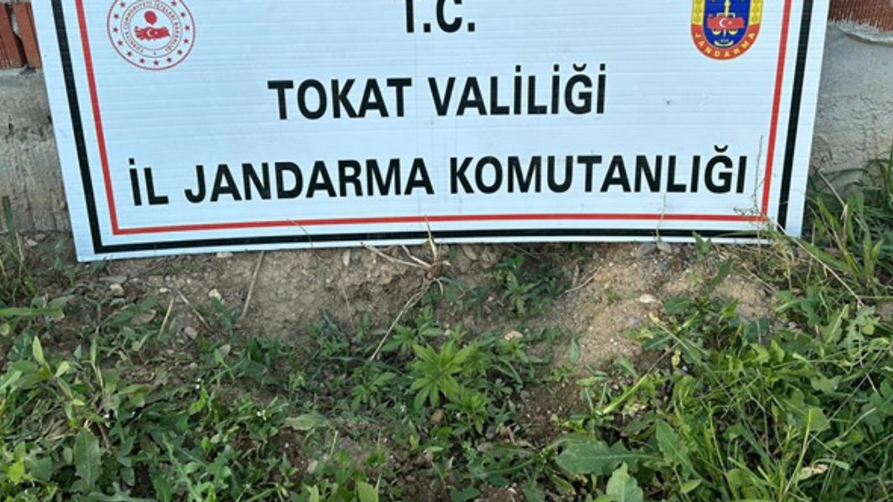 Jandarma’dan uyuşturucu operasyonu: 188 kök kenevir ele geçirildi