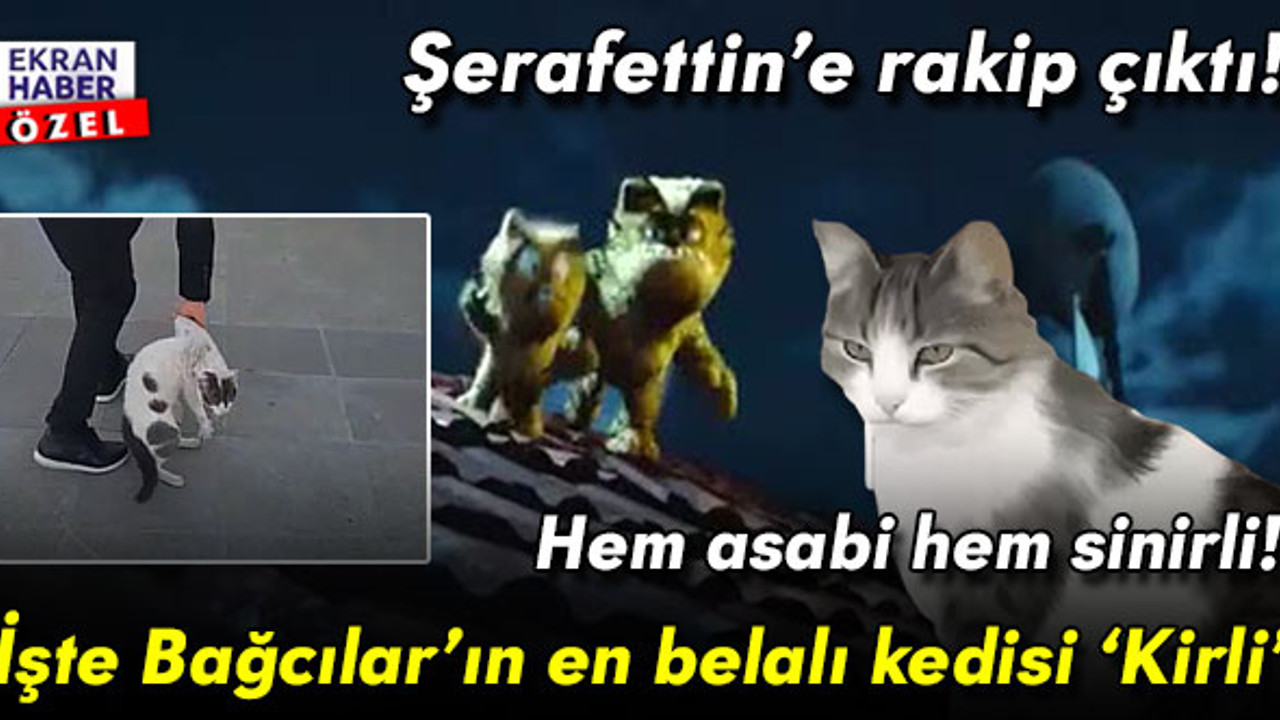 Hem asabi hem sinirli! İşte Bağcılar’ın en belalı kedisi ‘Kirli’