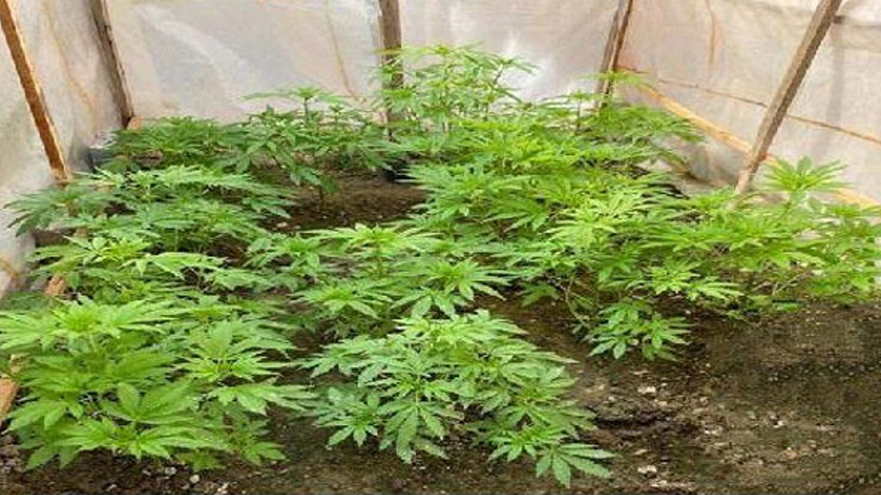 Jandarma'dan uyuşturucu ticaretine 13 gözaltı