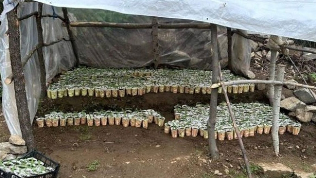 Jandarma’dan uyuşturucu operasyonu: 3 bin 340 kök kenevir ele geçirildi