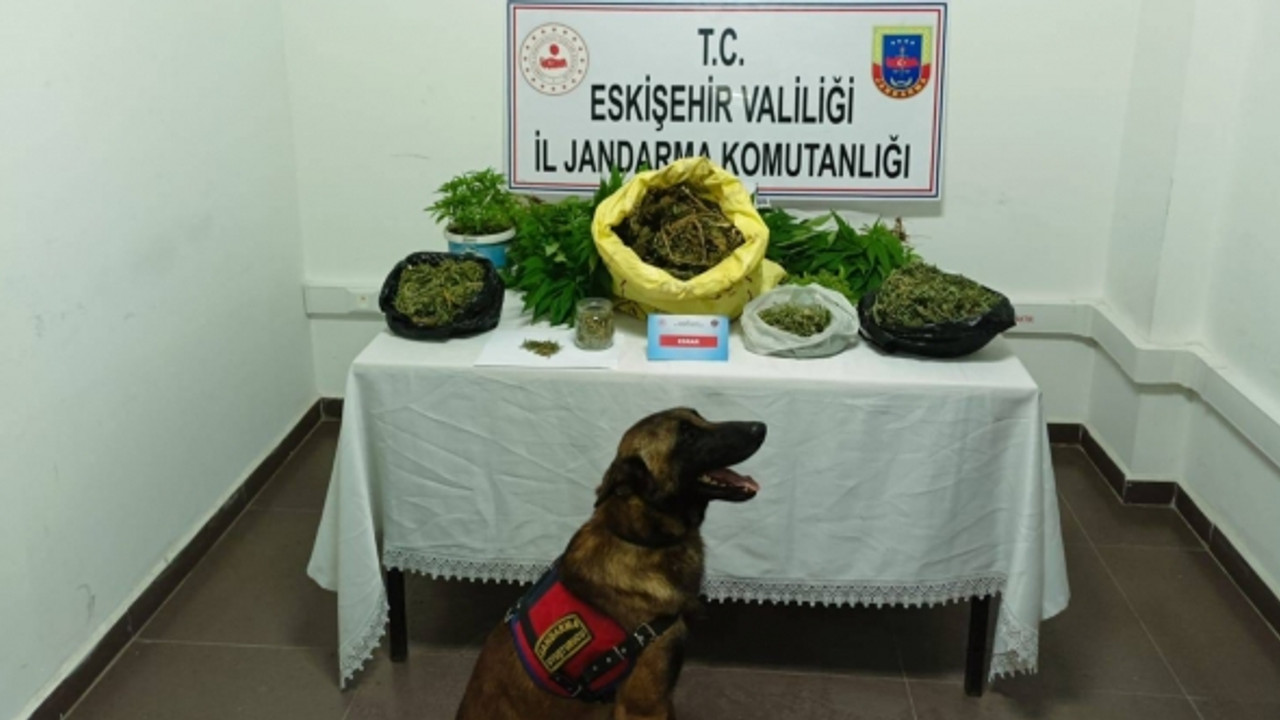 Evdeki uyuşturucu yetiştirme düzeneğini 'Bando' buldu: Zehir taciri kaçamadı