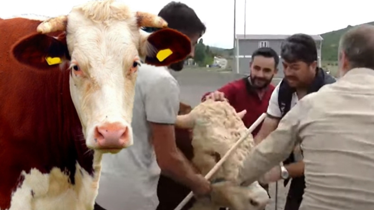 Kurban yakalama timi bayrama hazır! Tatbikat zorlu geçti