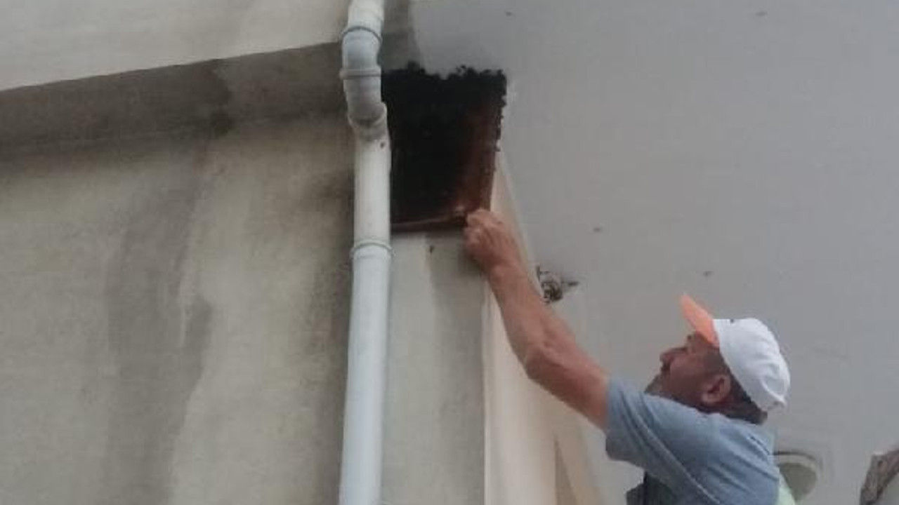 Bursa'da oğul veren arılar balkonu sardı