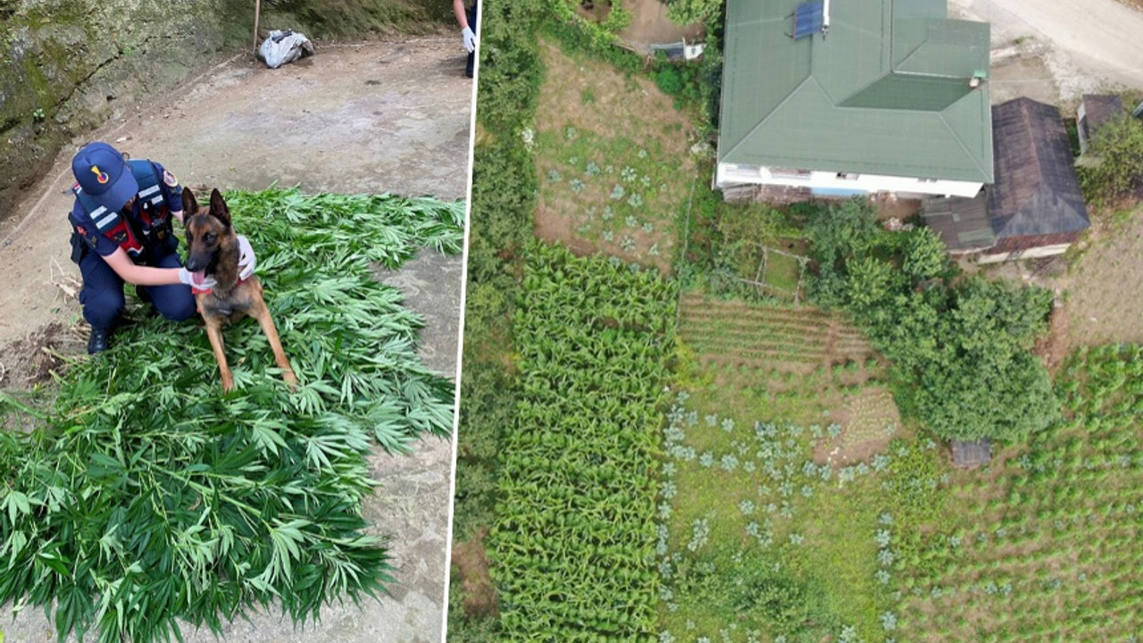 Trabzon'da jandarmadan 'drone' ve 'duman' destekli uyuşturucu operasyonu: Ekim yapan şüpheli yakalandı...