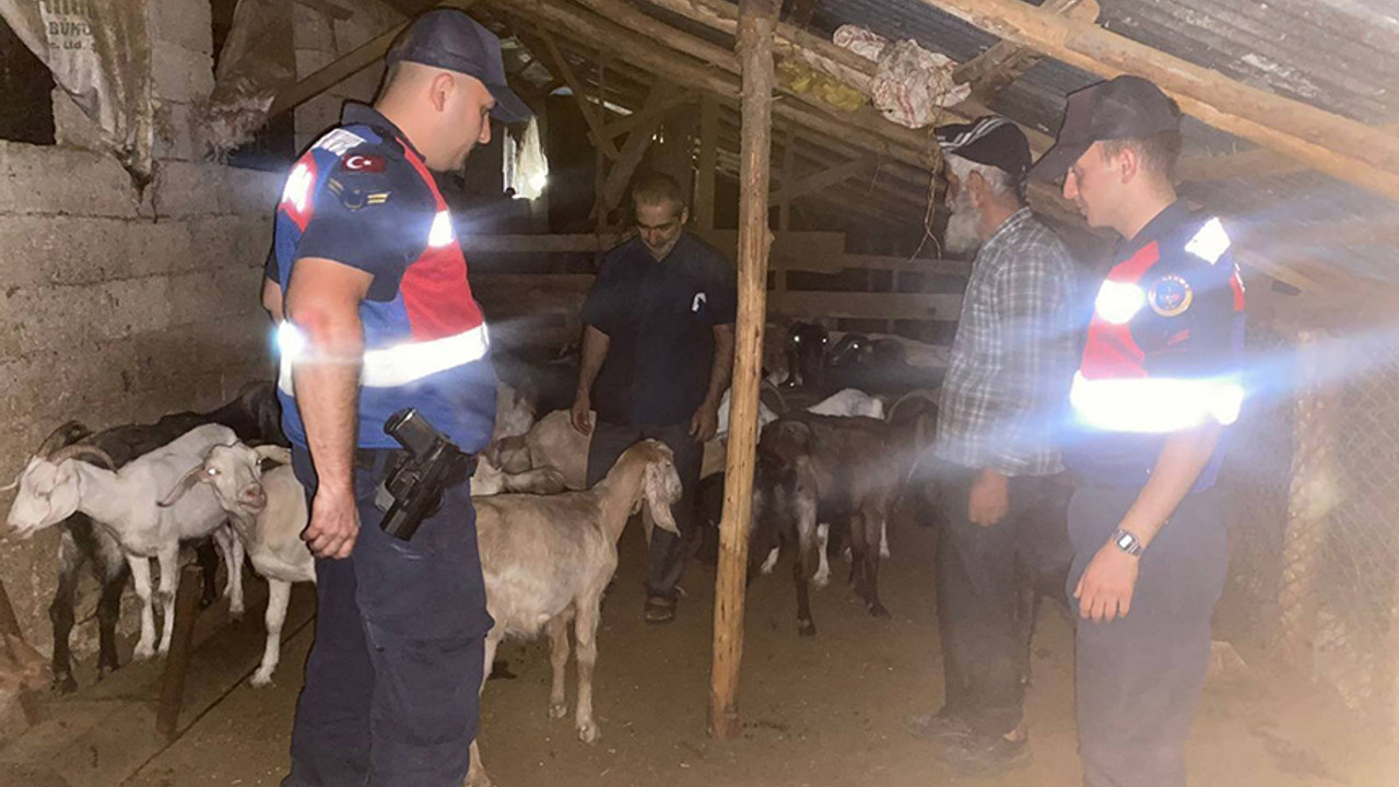 Mersin'de kaybolan 46 küçükbaş hayvanı jandarma buldu