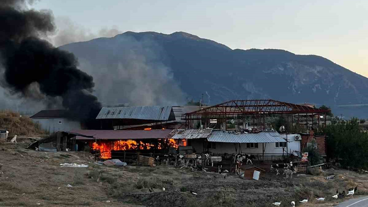 Çiftlikteki samanlar alev alev yandı, çok sayıda hayvan son anda kurtarıldı