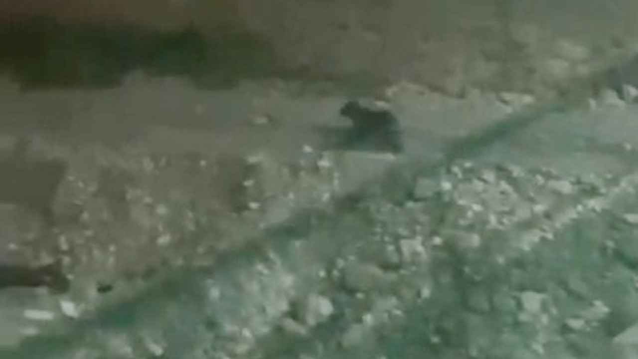 Ayılar, ilçe merkezine indi