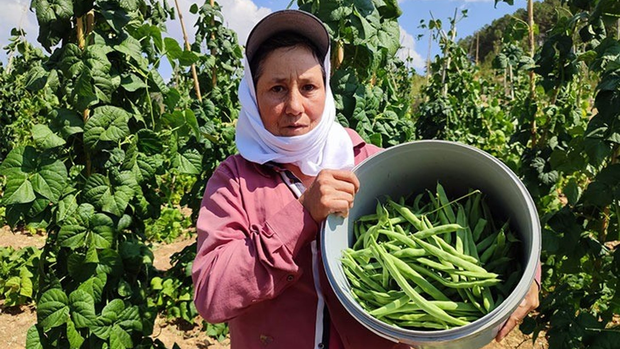 Meşhur Çameli fasulyesinde hasat devam ediyor
