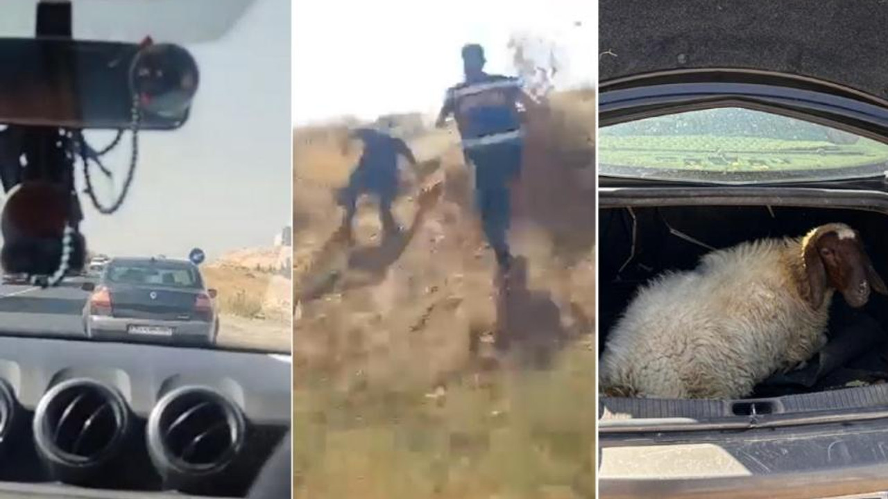 Nefes kesen kovalamaca! Fıstık hırsızları jandarmadan kaçamadı: Bagajdan çıkan şaşırttı