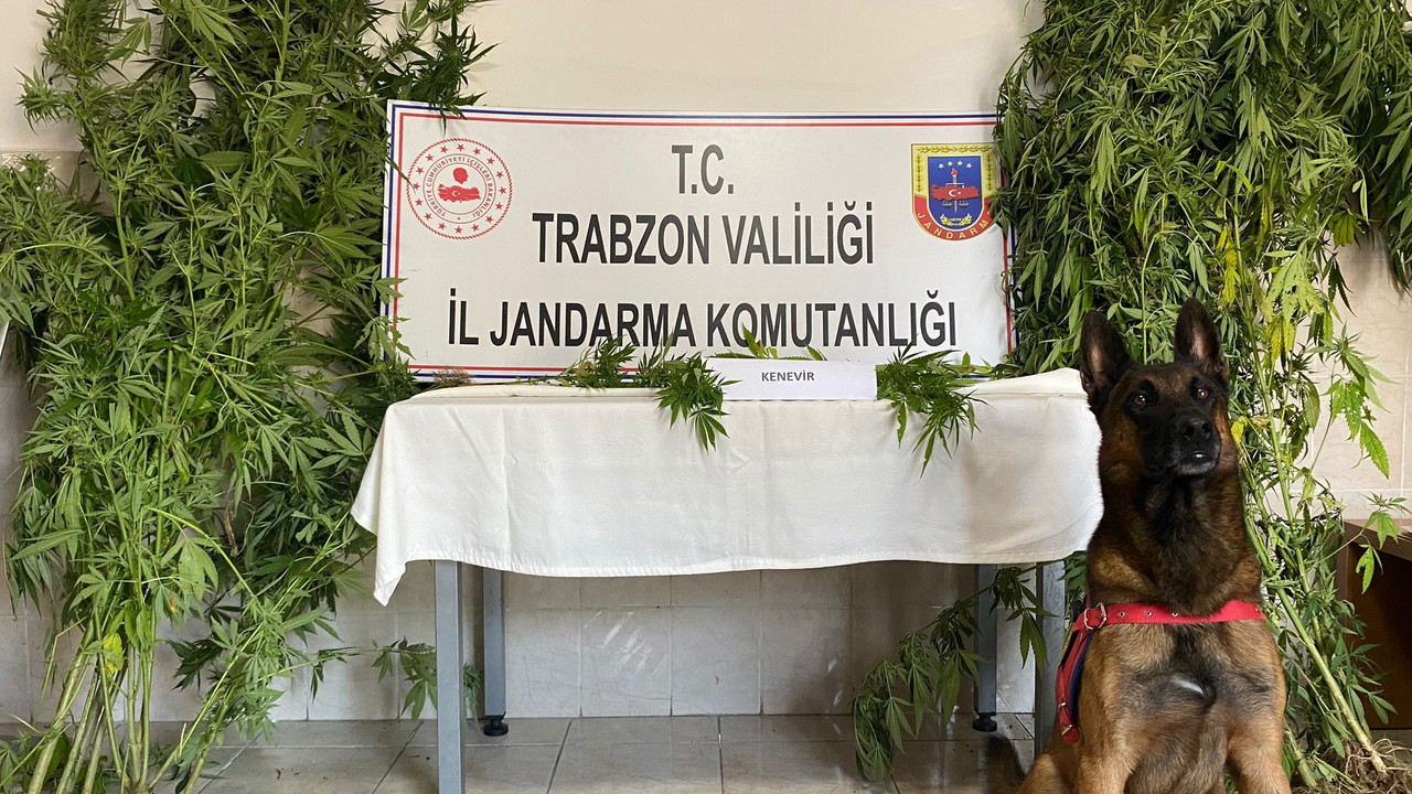 Trabzon'da uyuşturucu operasyonu: 'Limon' geçit vermiyor!