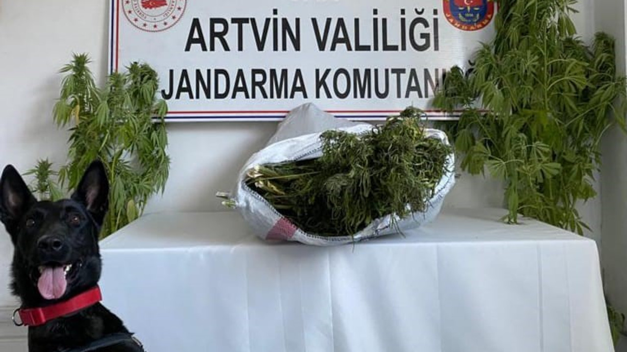 Artvin'de jandarma uyuşturucu tacirlerine göz açtırmıyor