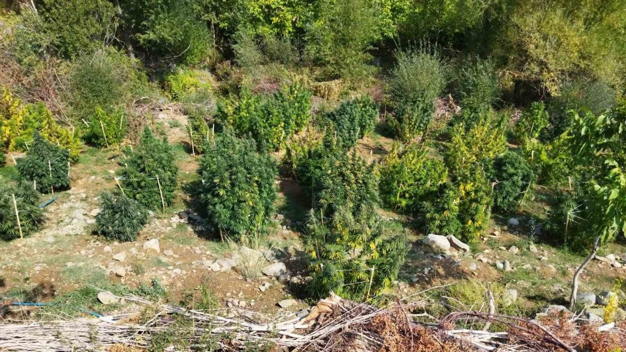 Diyarbakır’da 121 kilo esrar, 350 bin kök skunk ve kenevir ele geçirildi