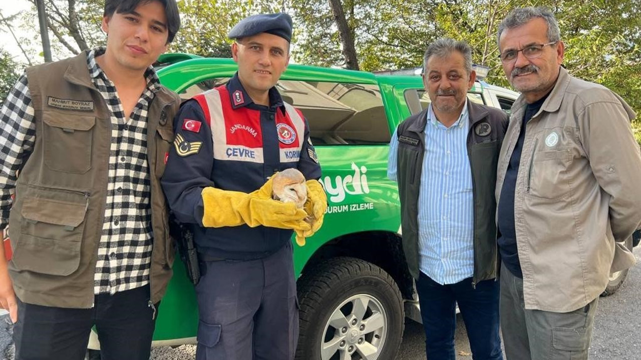 Yaralı baykuşa jandarma şefkati