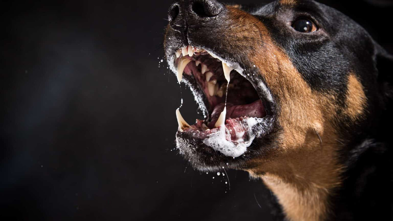 İspanya'da yaşlı kadını 2 köpek parçaladı
