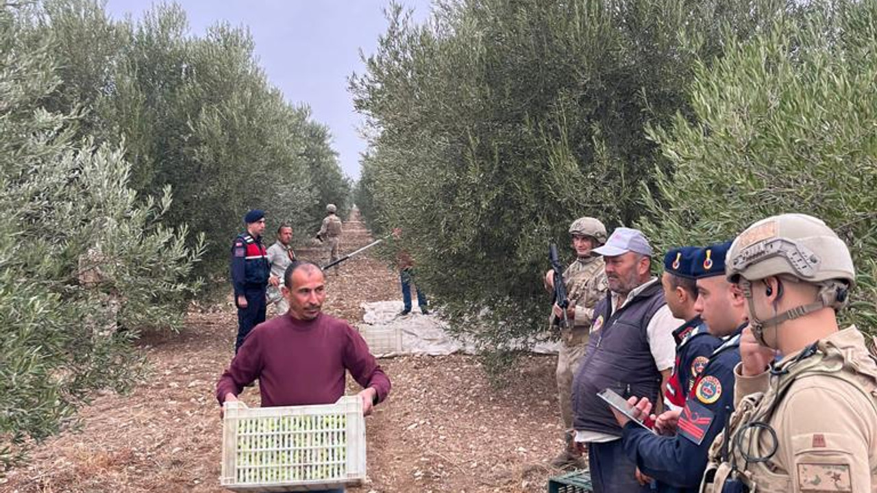 Manisa'da zeytin bahçeleri JASAT'a emanet