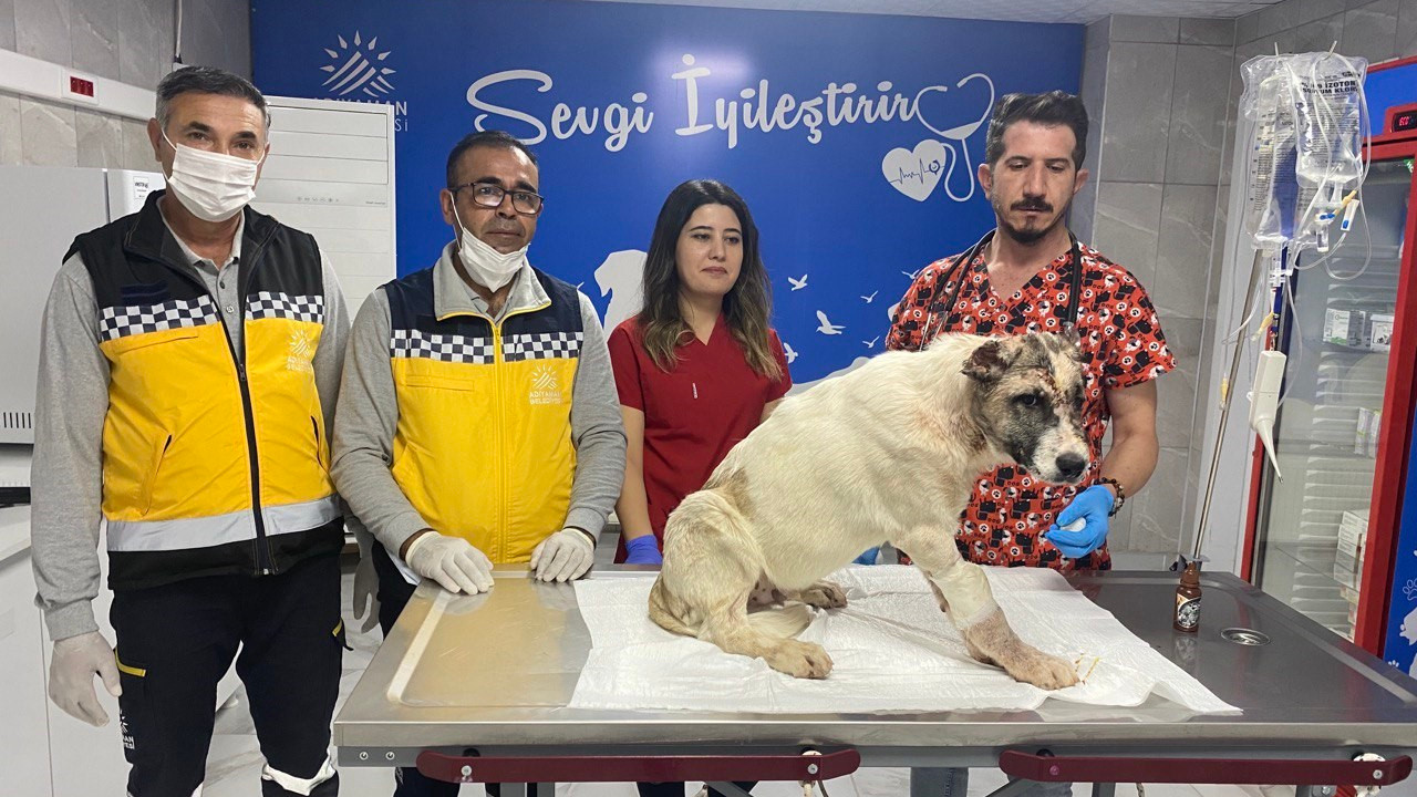 Psikolojik sorunları olduğu iddia edilen adam köpeğini 13 yerinden bıçakladı: O anlar kameraya böyle yansıdı!