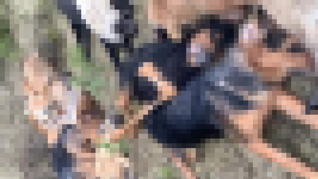 Bilecik’te 14 köpeğin ölümüne ilişkin 4 kişiye gözaltı!