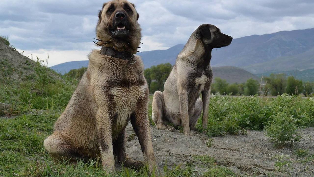 Dünyanın en güçlü köpekleri... Sivas Kangal köpeğinin özellikleri...